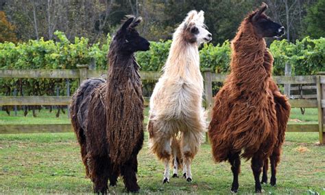 Discover why Llamas are becoming popular farm animals